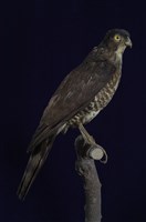 藏品(臺灣松雀鷹)的圖片